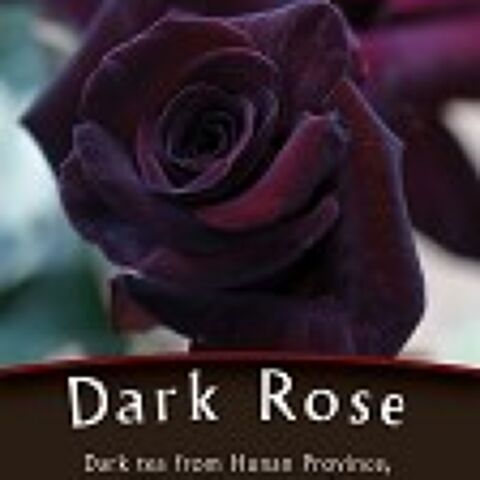DARK ROSE DARK ROSE