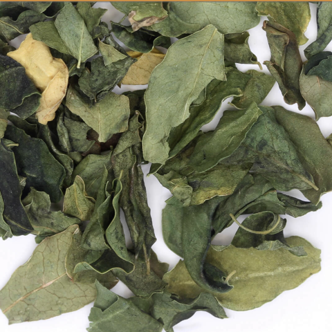 moringa