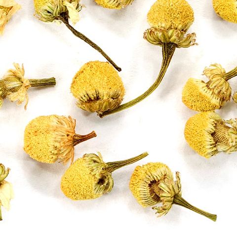 Chamomile Chamomile