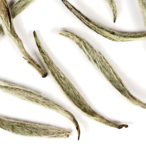 Fujian Silver Needle Fujian Silver Needle
